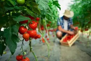 AI market intelligence for agriculture