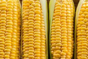 AI market intelligence for agriculture